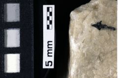 Foto (Detailansicht) von Decapoda indet. (NHMW-GEO-1990-0041-0109)